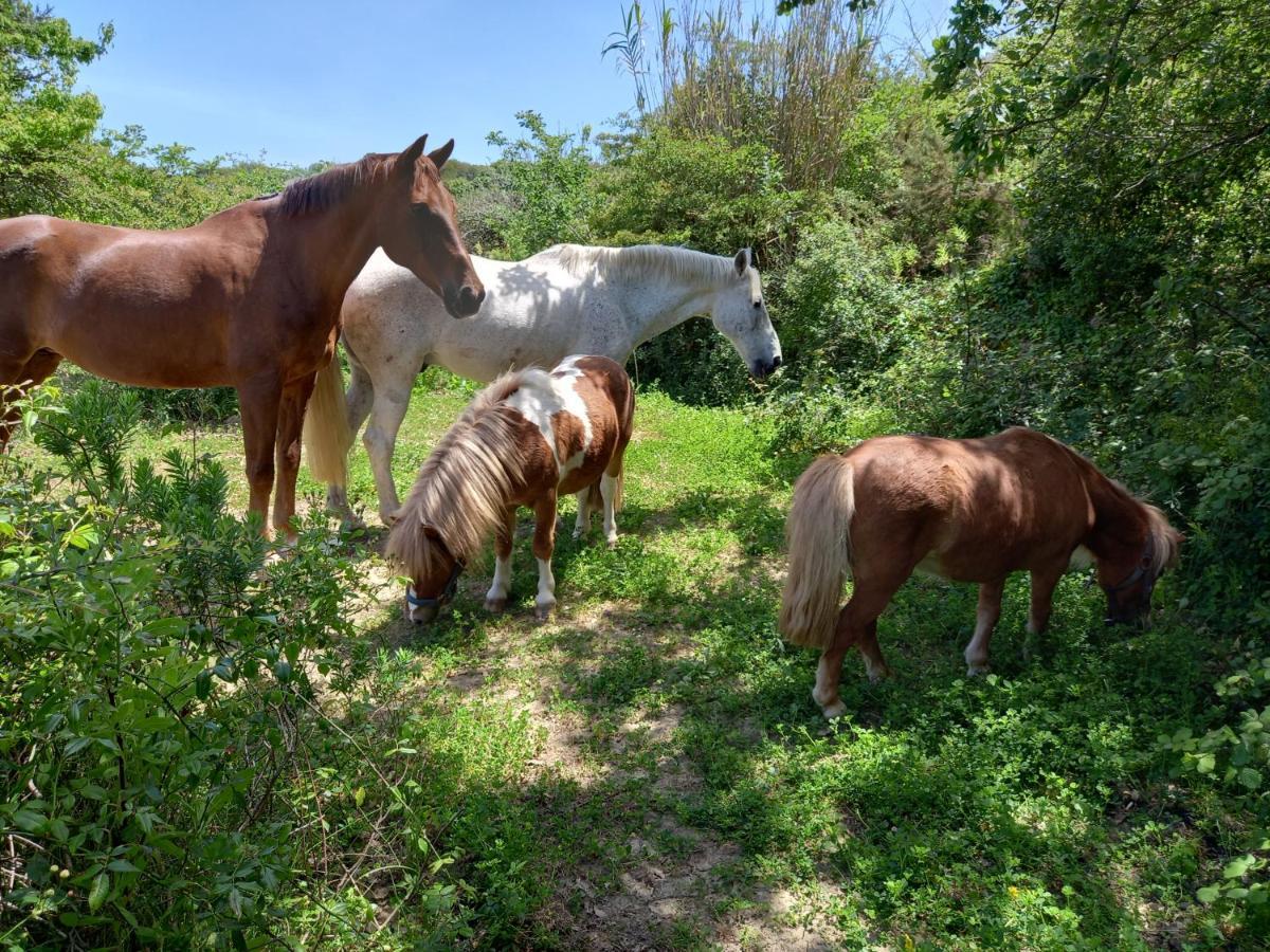 Casinha Da Lareira - Quintinha Dos Cavalos- Arruda Dos Vinhos Exterior foto